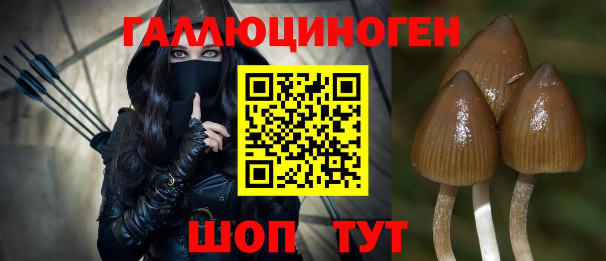 Псилоцибиновые грибы Psilocybe Красноярск